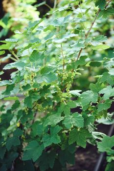 Close up shot. A bunch of ripening berries on a branch of red currant with green leaves. Gardening and growing organic food concept. Horticulture and eco farming concept