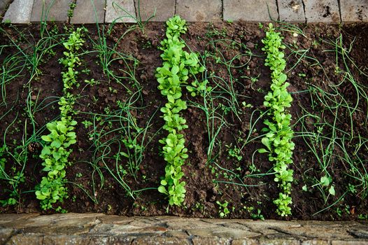 Planting onions and herbs in early spring. Agribusiness, organic agricultural land. New agricultural planting season. Agroindustry. Subsidies to farmers. Agriculture on the open ground.