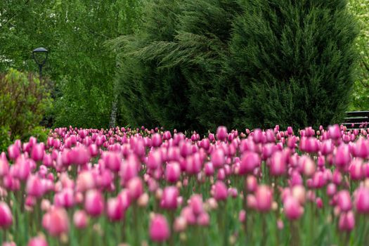 Beautiful pink tulips in large city flower bed
