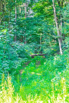 Natural beautiful panorama view with pathway and green plants trees in the forest of Hemmoor Hechthausen in Cuxhaven Lower Saxony Germany.