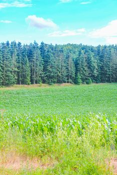 North German agricultural field forest and nature landscape panorama in Hechthausen Hemmoor Cuxhaven Lower Saxony Germany.