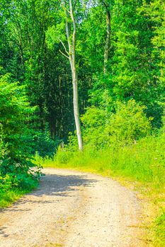 Natural beautiful panorama view with pathway and green plants trees in the forest of Hemmoor Hechthausen in Cuxhaven Lower Saxony Germany.