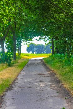 Natural beautiful panorama view with pathway and green plants trees in the forest of Hemmoor Hechthausen in Cuxhaven Lower Saxony Germany.