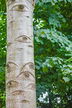 Natural beautiful panorama view with tree stem with eyes in the forest of Hemmoor Hechthausen in Cuxhaven Lower Saxony Germany.