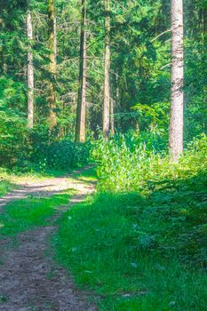 Natural beautiful panorama view with pathway and green plants trees in the forest of Hemmoor Hechthausen in Cuxhaven Lower Saxony Germany.