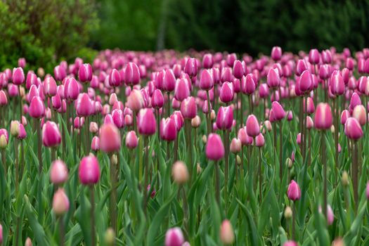 Beautiful pink tulips in large city flower bed