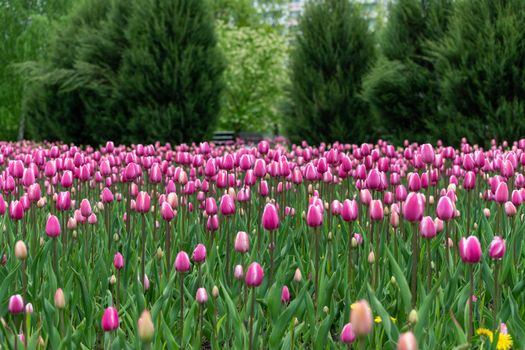 Beautiful pink tulips in large city flower bed