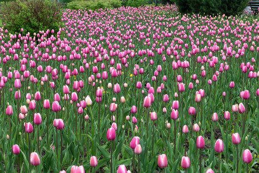 Beautiful pink tulips in large city flower bed