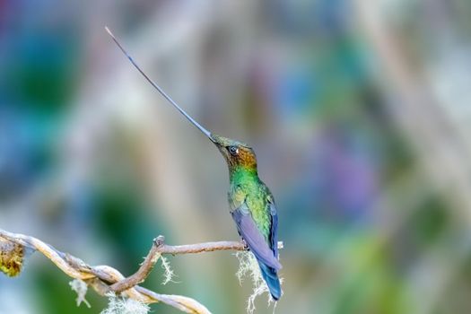 Sword-billed hummingbird is a neotropical species of hummingbird from the Andean regions of South America