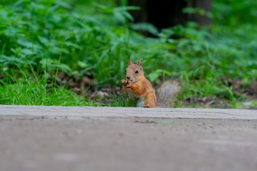 Squirrel animal wild small wildlife cute nature mammal fur closeup, for red furry from pretty from beauty standing, hair vertebrate. Forest domestic wood,