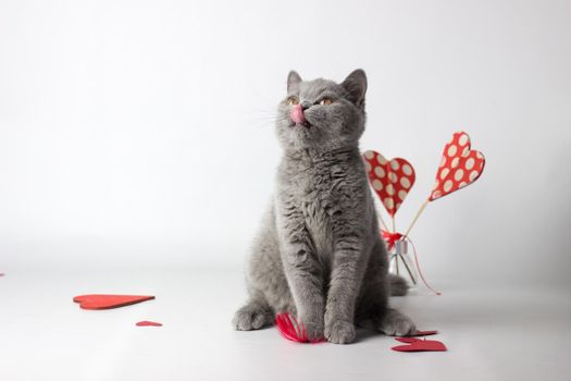 British Shorthair cat portrait on a white background. Valentines Day card.