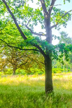 Natural beautiful panorama view with pathway and green plants trees in the forest of Hemmoor Hechthausen in Cuxhaven Lower Saxony Germany.