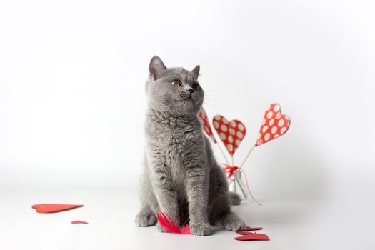 British Shorthair cat portrait on a white background. Valentines Day card.