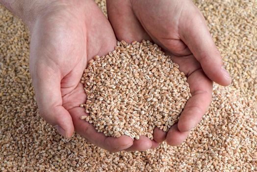 Wheat crisis, lack of grain and crops. Grains of wheat in the hand, against the background of the granary. The concept of the world food crisis. export and import