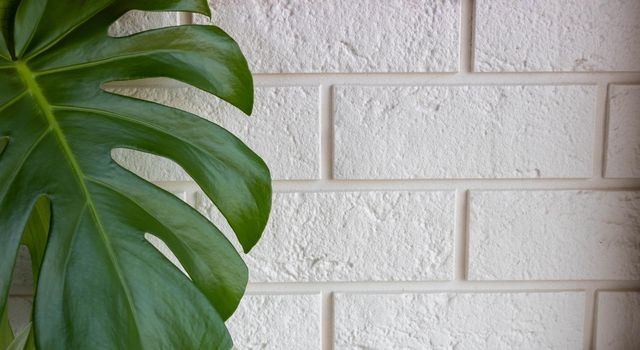 Evergreen large-leaved monstera leaf on a white brick wall background.