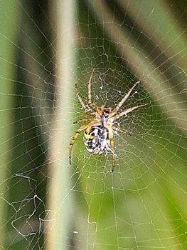 A web that hides a spider waiting for its prey.