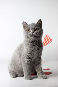 British Shorthair cat portrait on a white background. Valentines Day card.