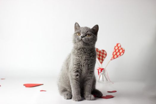 British Shorthair cat portrait on a white background. Valentines Day card.