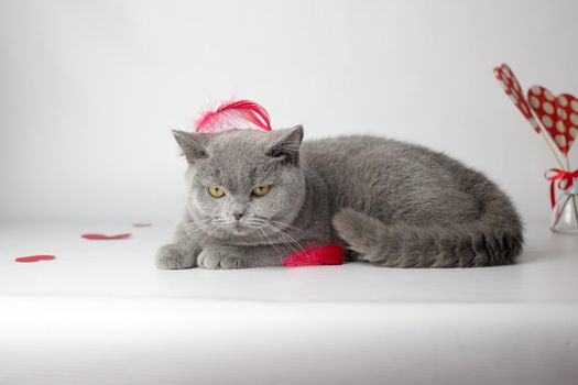 British Shorthair cat portrait on a white background. Valentines Day card.