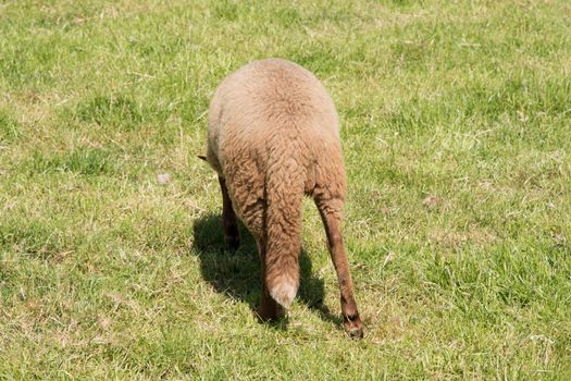 brown sheep graze on an open green meadow in a farming area, rural life, countryside landscape, A flock of sheep grazes on a green pasture on a sunny day, High quality photo