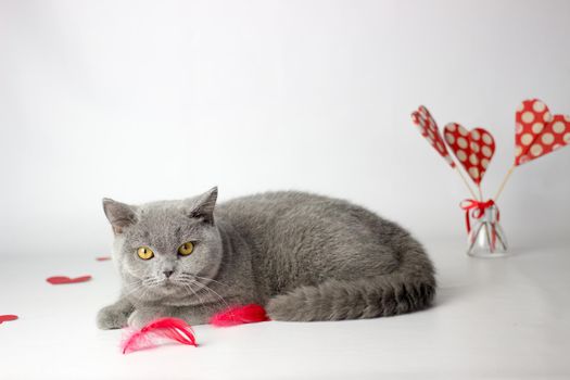 British Shorthair cat portrait on a white background. Valentines Day card.