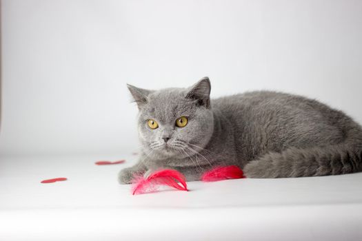 British Shorthair cat portrait on a white background. Valentines Day card.