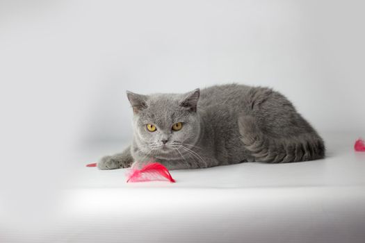 British Shorthair cat portrait on a white background. Valentines Day card.