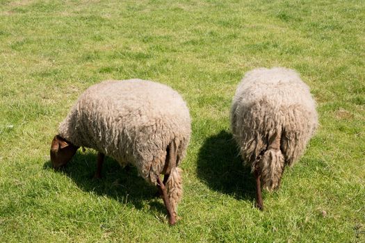 brown sheep graze on an open green meadow in a farming area, rural life, countryside landscape, A flock of sheep grazes on a green pasture on a sunny day, High quality photo