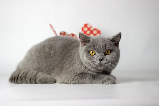 British Shorthair cat portrait on a white background. Valentines Day card.