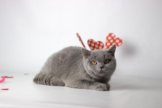 British Shorthair cat portrait on a white background. Valentines Day card.