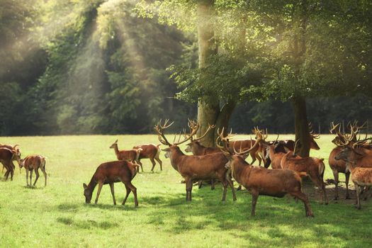 Many deers graze in the forest