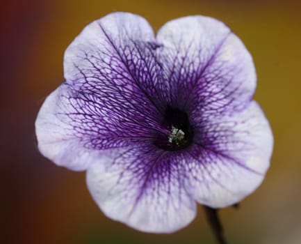 Blue flower blossom close up petunia hybrida family solanaceae botanical background modern high quality big size prints home decoration