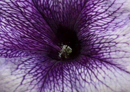 Blue flower blossom close up petunia hybrida family solanaceae botanical background modern high quality big size prints home decoration