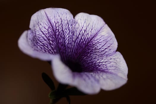 Blue flower blossom close up petunia hybrida family solanaceae botanical background modern high quality big size prints home decoration