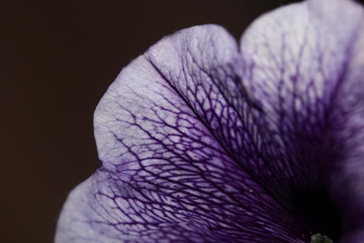 Blue flower blossom close up petunia hybrida family solanaceae botanical background modern high quality big size prints home decoration