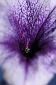 Blue flower blossom close up petunia hybrida family solanaceae botanical background modern high quality big size prints home decoration