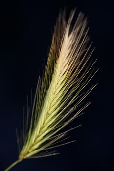 Flower blossom close up hordeum vulgare family poaceae botanical background modern high quality big size print home decoration