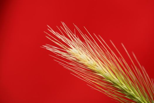 Flower blossom close up hordeum vulgare family poaceae botanical background modern high quality big size print home decoration