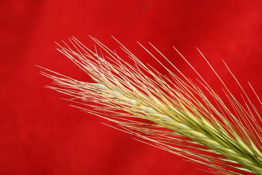 Flower blossom close up hordeum vulgare family poaceae botanical background modern high quality big size print home decoration