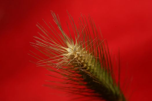 Flower blossom close up hordeum vulgare family poaceae botanical background modern high quality big size print home decoration