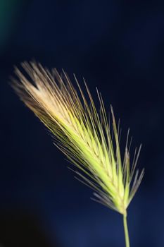 Flower blossom close up hordeum vulgare family poaceae botanical background modern high quality big size print home decoration