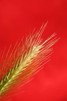 Flower blossom close up hordeum vulgare family poaceae botanical background modern high quality big size print home decoration