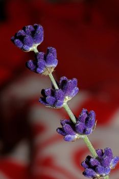 Flower blossom close up lavandula latifolia family lamiaceae botanical background modern high quality big size prints home decoration