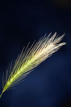 Flower blossom close up hordeum vulgare family poaceae botanical background modern high quality big size print home decoration