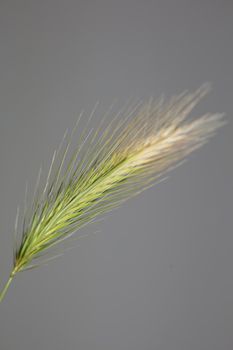 Flower blossom close up hordeum vulgare family poaceae botanical background modern high quality big size print home decoration