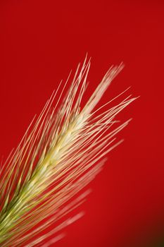 Flower blossom close up hordeum vulgare family poaceae botanical background modern high quality big size print home decoration