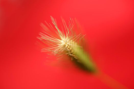 Flower blossom close up hordeum vulgare family poaceae botanical background modern high quality big size print home decoration