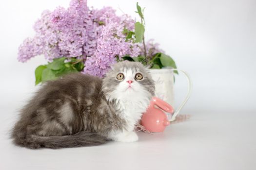 Young scottish highland fold kitten on white and lilac background.