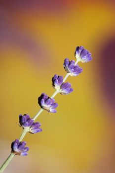 Flower blossom close up lavandula latifolia family lamiaceae botanical background modern high quality big size prints home decoration