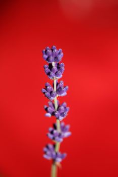Flower blossom close up lavandula latifolia family lamiaceae botanical background modern high quality big size prints home decoration